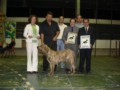 Padreadores - Fila Brasileiro Tigrado - Canil Singular - Vingador